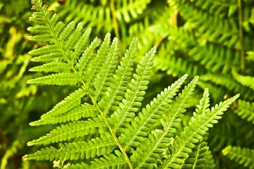 Kućna paprat: upoznajte jednu od najpopularnijih sobnih biljaka
