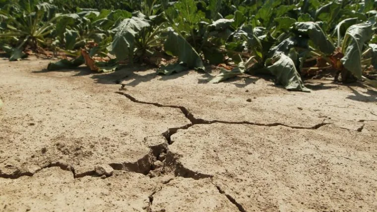 Milenijska su&scaron;a u Dalmaciji: u kolovozu ni kapi ki&scaron;e, vrtovima prijeti katastrofa: pitali smo stručnjake kako spasiti zemlju