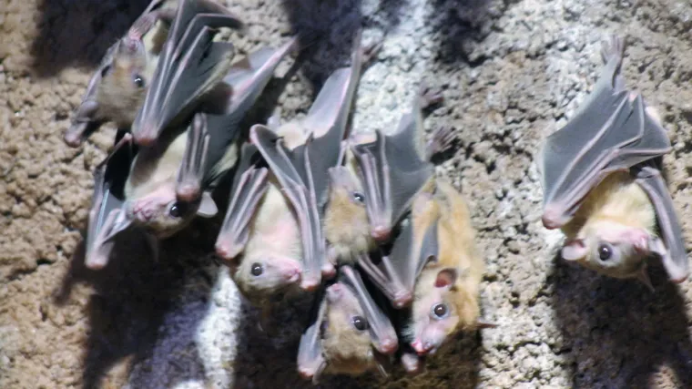 Tajanstvena Noć &scaron;i&scaron;mi&scaron;a: susret sa &scaron;i&scaron;mi&scaron;ima u Zoni sumraka