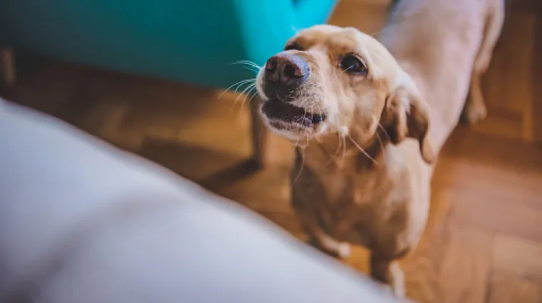Ovo morate znati ako ste vi divan vlasnik, a ljubimac vas ne podnosi