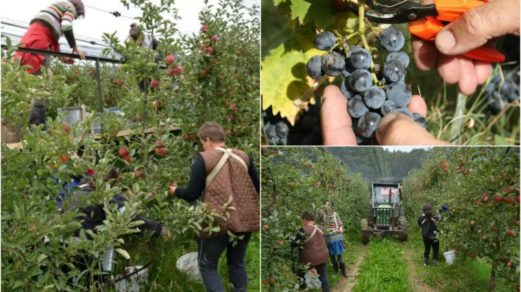 'Puno ih se javi i onda ne dođu, a nudim i mogućnost stalnog zaposlenja'