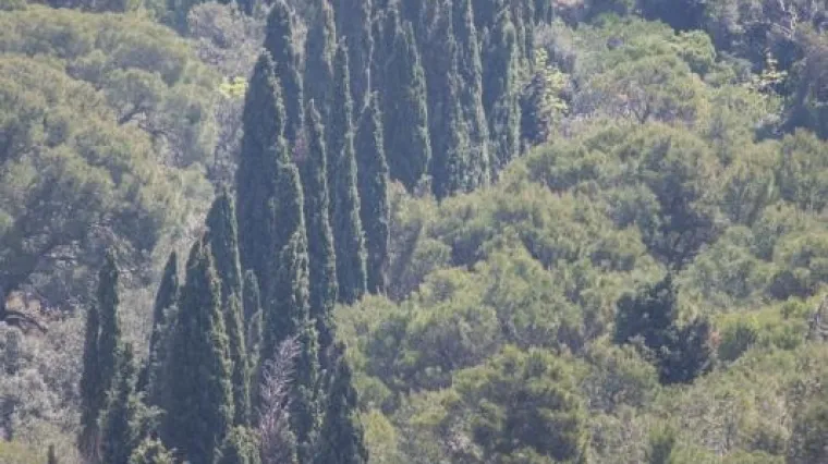 Moguće rje&scaron;enje i za Hrvatsku? Talijani potiču sadnju mediteranskih čempresa u okviru borbe protiv požara