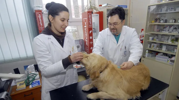 Cijepe li se psi prečesto? Pokrenuta peticija protiv cijepljenja životinja