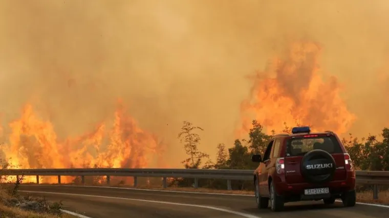 Sadnja ovog drveta mogla bi biti odgovor na pogubne vatrene stihije