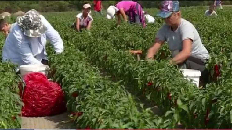 'Da je mlađih berača išlo bi brže, a tko hoće radit da se i zaradit'