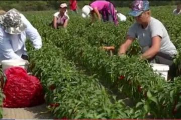 'Da je mlađih berača išlo bi brže, a tko hoće radit da se i zaradit'