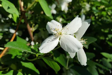 Ukrasno drveće koje brzo raste: savjeti za uređenje vrta