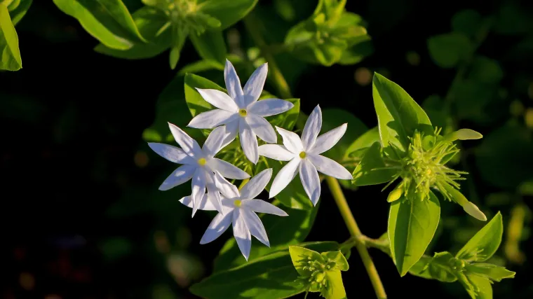 Zimski jasmin: saznajte sve o predivnom zimskom jasminu