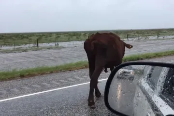 Krava se izgubila uslijed uragana, ali ubrzo su joj stigle riječi podrške