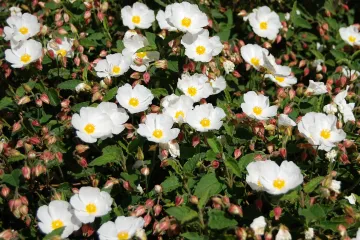 Kukurijek biljka - otrovni vjesnik proljeća