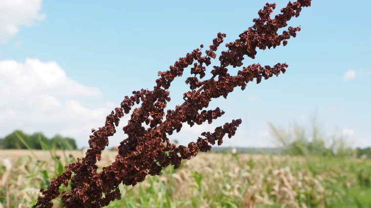 Kiseljak biljka - poljska biljka &scaron;iroke primjene