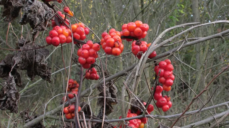 Bljušt biljka - otrovna jestiva biljka