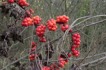 Bljušt biljka - otrovna jestiva biljka