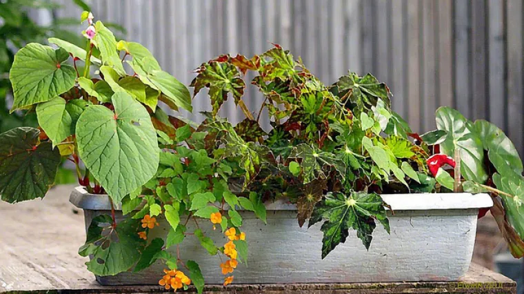 Slonovo uho - biljka koja izgledom podsjeća na lopoč