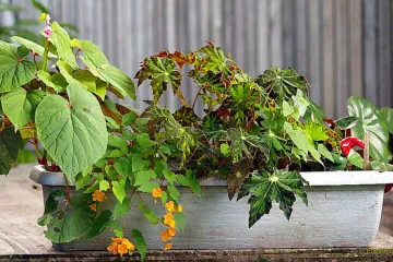 Slonovo uho - biljka koja izgledom podsjeća na lopoč