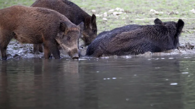 &Scaron;est divljih svinja stradalo u nesvakida&scaron;njoj prometnoj nesreći kod Pule