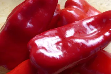 Uzgoj paprike slonovo uho - kako se uzgaja paprika za ajvar