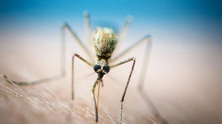 U Italiji preminula četverogodi&scaron;nja djevojčica: prvi slučaj smrti od 'domaće' malarije u vi&scaron;e desetljeća?
