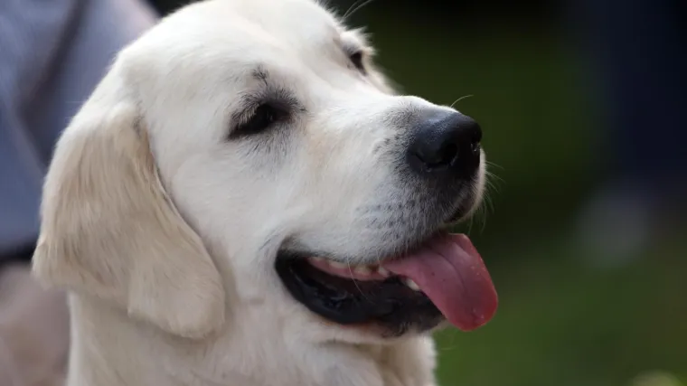 Iz čista mira lovačkom puškom usmrtio psa labradora