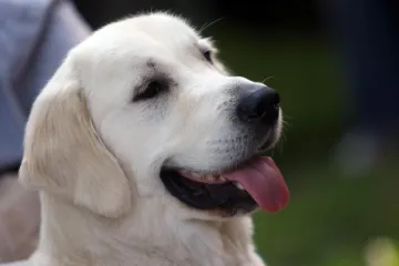 Iz čista mira lovačkom puškom usmrtio psa labradora