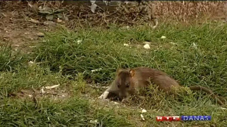 Hendikepiranu djevojčicu napali &scaron;takori: 'Krv joj je izlazila iz u&scaron;iju, mislio sam da se radi o krvarenju iz mozga'