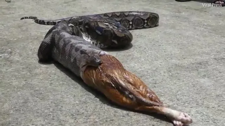 Divovski gmaz vlasnici pojeo omiljenog kućnog ljubimca, a zatim ga ispljunuo