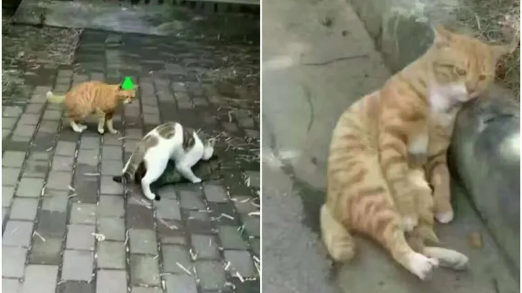 Mačak otkrio da ga ljubav vara, njegova reakcija slomila brojna srca