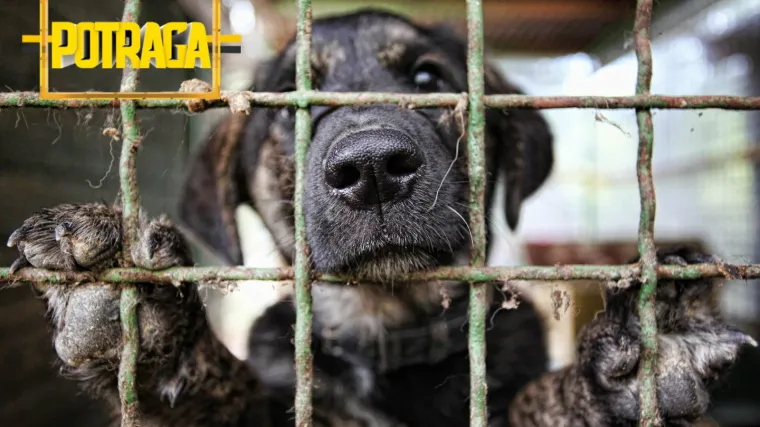 Na tržištu pasa vrti se ogroman novac: snimili smo 'štancere' koji posluju u sivoj zoni