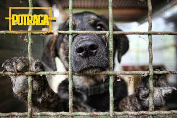 Na tržištu pasa vrti se ogroman novac: snimili smo 'štancere' koji posluju u sivoj zoni