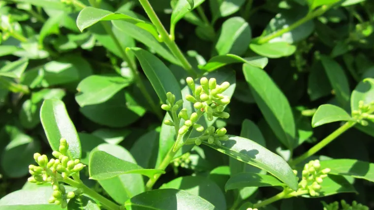 Kalina biljka - listopadno stani&scaron;te ptica