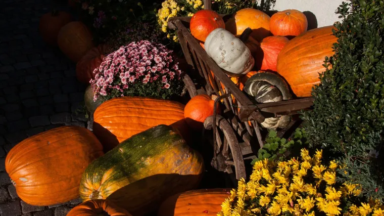 Ukrasne tikvice - idealne jesenske dekoracije