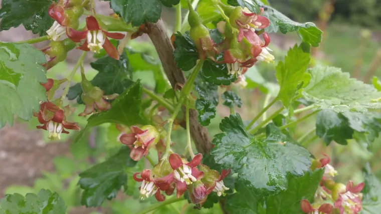 Josta uzgoj - kako se uzgaja hibrid crnog ribizla i ogrozda
