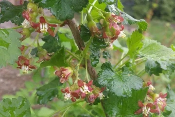 Josta uzgoj - kako se uzgaja hibrid crnog ribizla i ogrozda