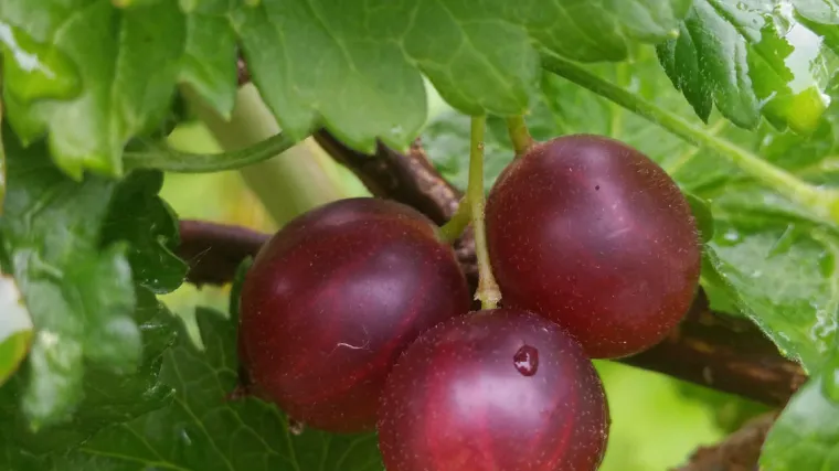 Josta voće - hibrid rizibla i ogrozda
