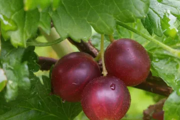 Josta voće - hibrid rizibla i ogrozda