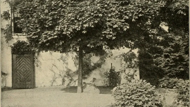 Kuglasti javor - mala biljka &scaron;iroke kro&scaron;nje