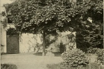 Kuglasti javor - mala biljka široke krošnje