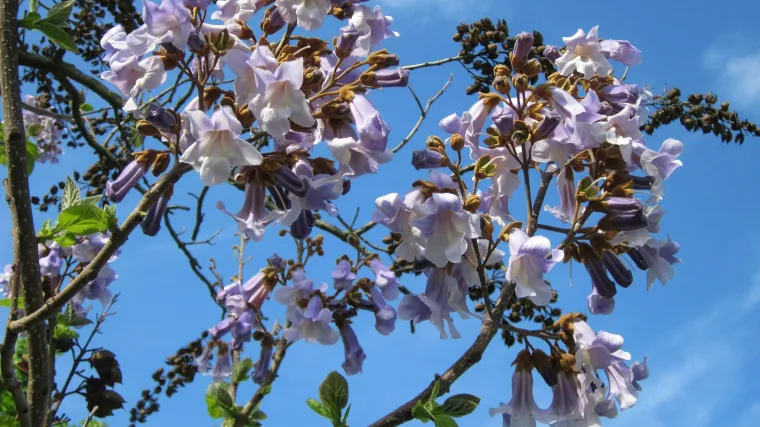 Brzorastuće drvo za hlad - vrste drveća za hlad
