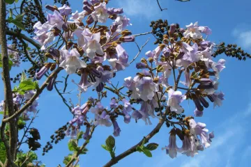 Brzorastuće drvo za hlad - vrste drveća za hlad