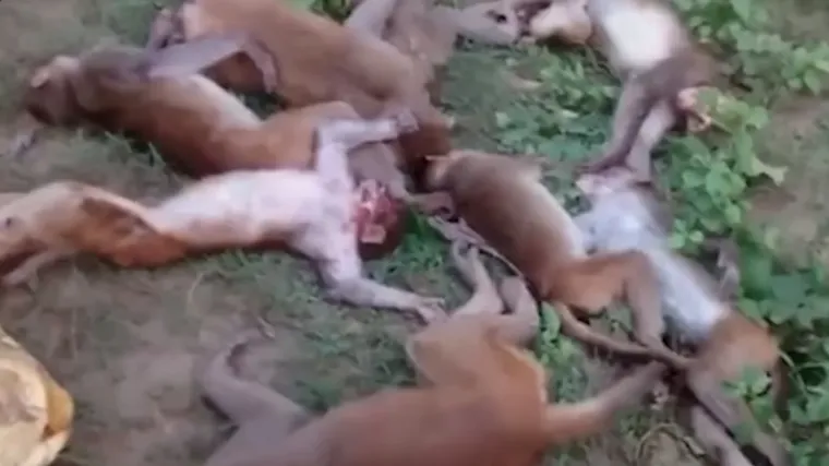 12 majmuna umrlo od simultanih srčanih udara nakon &scaron;to ih je prestra&scaron;io tigar