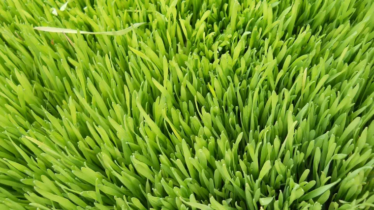 Znate li kako posaditi pšenicu?