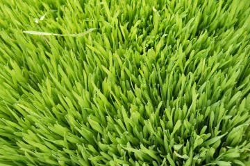 Znate li kako posaditi pšenicu?