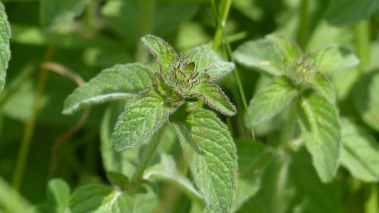 Divlja metvica - biljna vrsta Europe i Azije