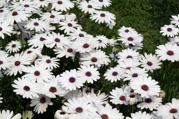 Dalmatinski buhač - autohtona hrvatska biljka