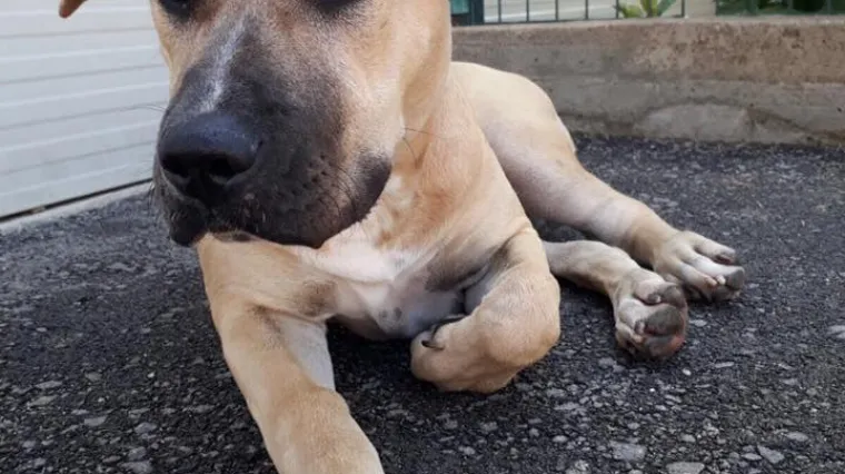 Vlasnici iz pakla: bacili pse preko ograde u dvori&scaron;te, kujica prilikom pada na beton zaradila te&scaron;ki prijelom