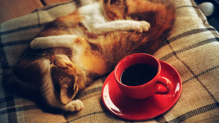 Za sve ljubitelje i ljubiteljice mačaka: U Zagrebu se uskoro otvara prvi tematski kafić posvećen mačkama - Cat Caf&eacute;