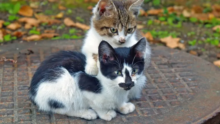 Ova vas bizarna istraživanja prvo tjeraju na smijeh, a zatim na razmi&scaron;ljanje