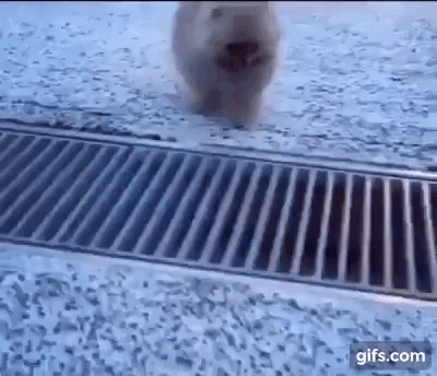 Mali korak za čovječanstvo, ali veliki za psića