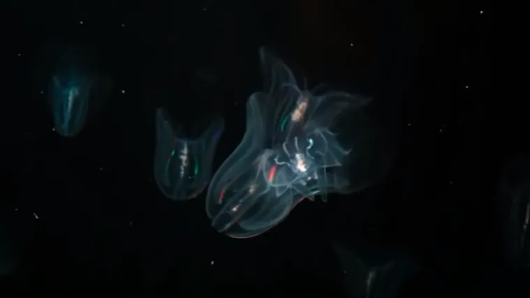 Ribari u strahu od ubojice ribljeg fonda: 'Mnemiopsis leidyi' predator koji je uni&scaron;tio ribarstvo u Crnom moru