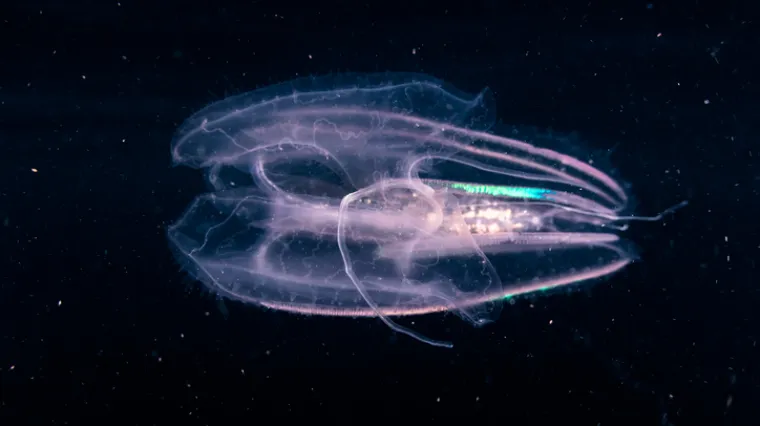 Ovaj organizam uništava riblji fond